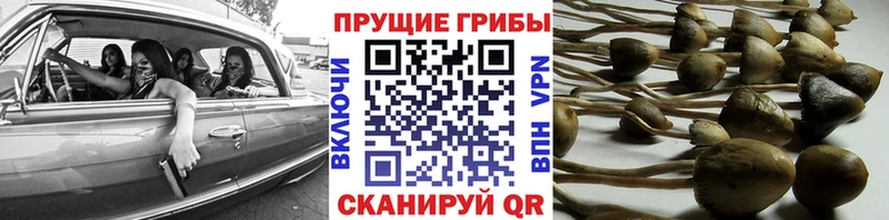 продажа наркотиков  Алексин  площадка состав  Псилоцибиновые грибы Cubensis 